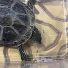 سلحفاة مائيه للبييع