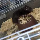 همستر للبيع