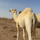 ناقه حايل طيبه