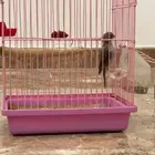 للبيع ياسمين