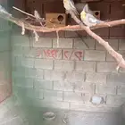 كروان ازواج