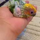 فرخ صن كنيور ( تم البيع )