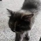 هذا القطو ب الحمرا ضايع من مضيعه