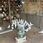 عشة فرنسي مفروز