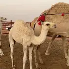 بكره مقفله شحمم