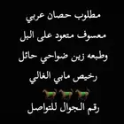 مطلوب حصان عربي متعود مع البل معسوف ركوب وسلامه شرط