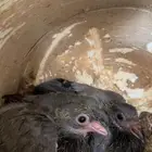 حمام زاجل
