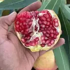 رمان بيده   توصيل مجاني