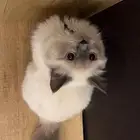 قطة همالايا