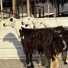 رخال حجريات صنف الصنف فاخره