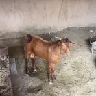 2 تيوس دهم