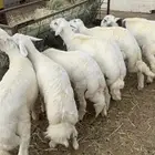 للبيع خرفان بلديات