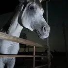 للبيع حصان شعبي وجه طيب وركوب طرب