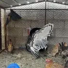 (ديك رومي للبيع)