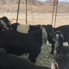 عنقان عوارض بل فخل منوت القاني اللي يبي يكون مراح