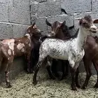 تيوس