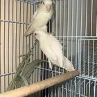 للبيع. روز. البينو منتج