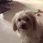 كلبة مالتيز للتبني
