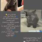 قطه بلديه لتبني