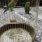 جوز طيور روز للبيع مع قفصهم