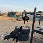 جوز بكستاني سندي