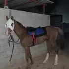 حصان شعبي طيب