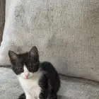 قط ذكر عمره 3 شهور للتبني الموقع صبيا حي الفيصليه