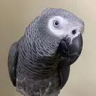 ببغاء كاسكو