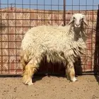 تتم الببييع الله يبارك له