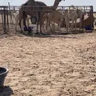 ضريبه صفراء كفو