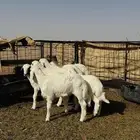 بهم للبيع