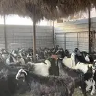 تيوس جبره ذبائح مخاصي جادعان