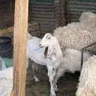 عناق