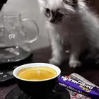 قطط لتبني او للبيع