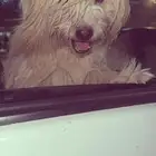 كلب مفقود اخر مكان له بالبوادي الي يحصله يدق علي