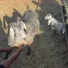 معزا مواليد