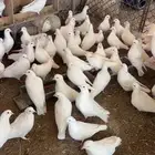 حمام فرنسي ابيض