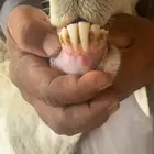 غنم حريات خلفات