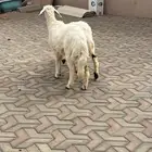 رخلين للبيع كفو