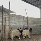 خرفان نعيم