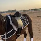 حصان انجليزي