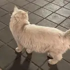 قط ضائع   بس مفقود