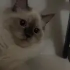 قطو عمره 7 شهور