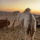 جمل شرط اضراب