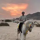 حصان عربي اصيل واهو