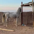 خيل حصان كفو