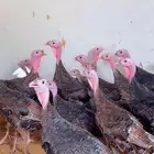 دجاج رومي