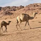 ناقه خلفه للبيع