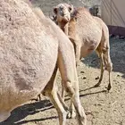 قعدان