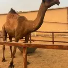 لقحه صفرا كفوو